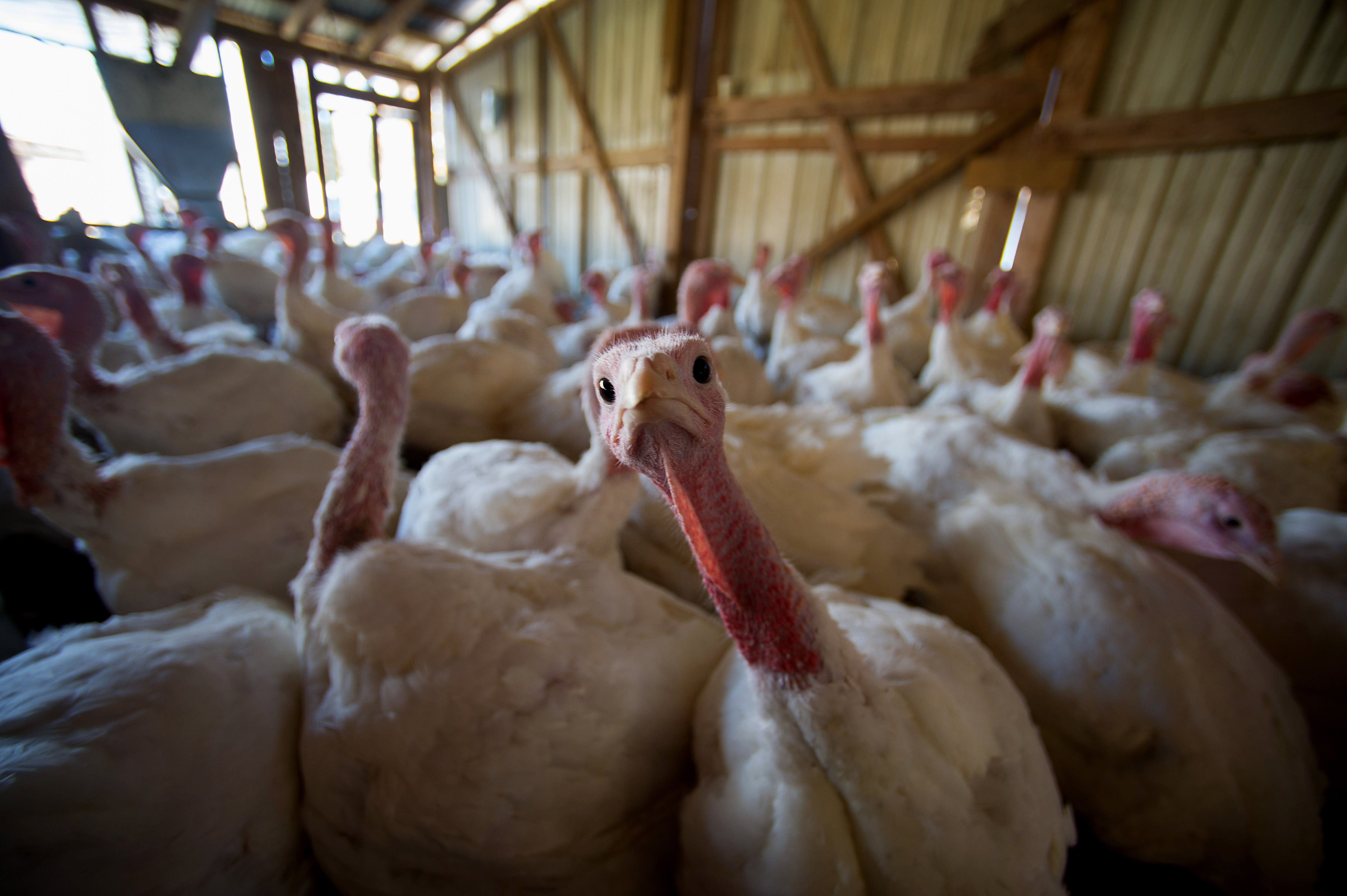 Here's How Many Turkeys Are Killed Each Year For Thanksgiving