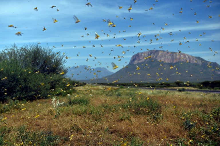 Ancient evil: Swarms of locusts can strip a field in a matter of hours