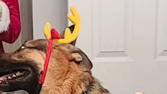 Dog Owner Pays Tribute to the Grinch and Max With Festive Dress-Up
