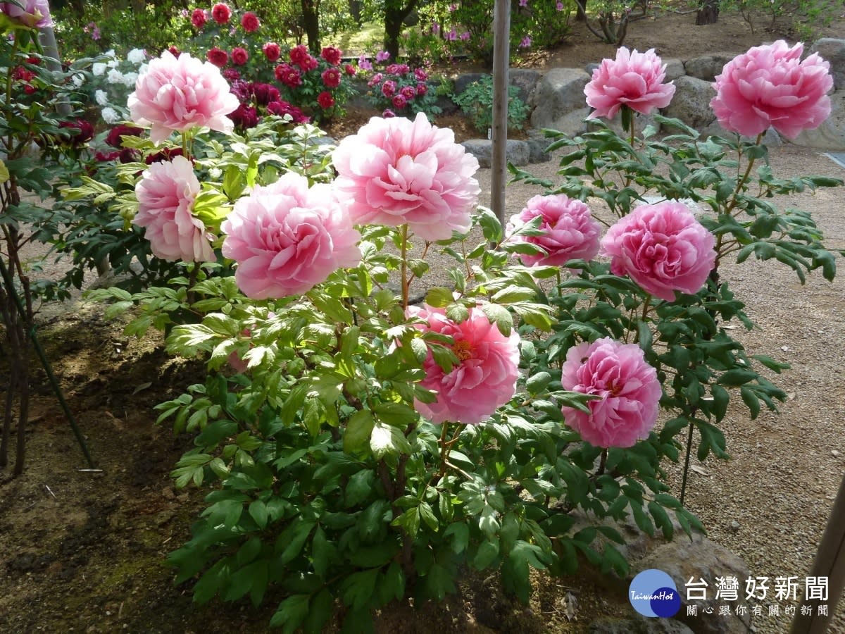 迎新年 建國假日花市連續營業7天日本松江大根島牡丹花展一起開跑