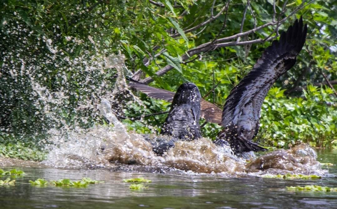 Pictures show Florida gator lunge at bald eagle who nearly escapes