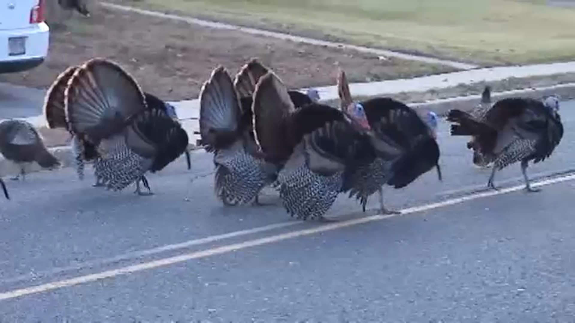 Wild turkeys terrorizing Toms River, New Jersey neighborhood, residents say