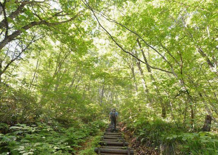 就在青森 秋田中間 世界遺產白神山地健行 原生櫸木林享受療癒森林浴 Yahoo奇摩旅遊