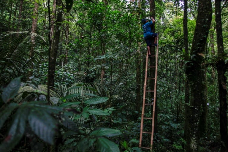 Bahasa Indonesia bantu anggrek mekar kembali