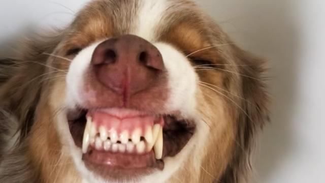 why do dogs smile when they are guilty