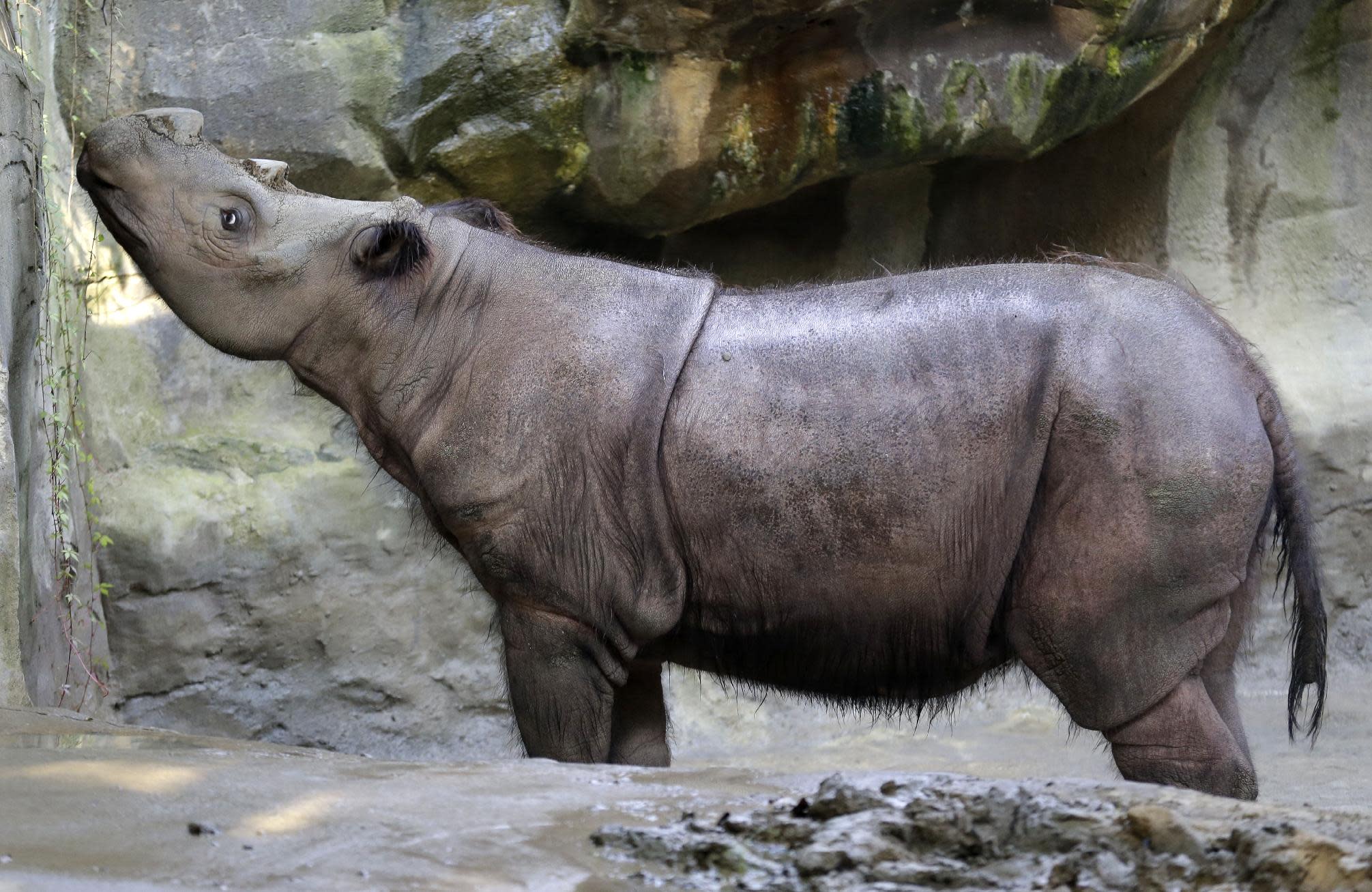 1 of 10 Sumatran rhinos in captivity dies in Ohio