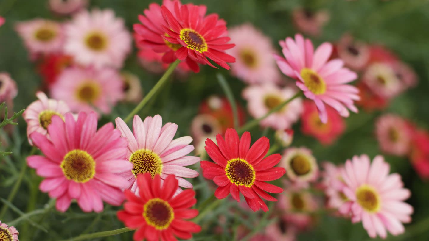 Grow This Garden Staple: Long-Lasting Gerbera Daisies