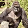 Ucciso gorilla nello zoo di Cincinnati: un bambino era caduto nel suo recinto
