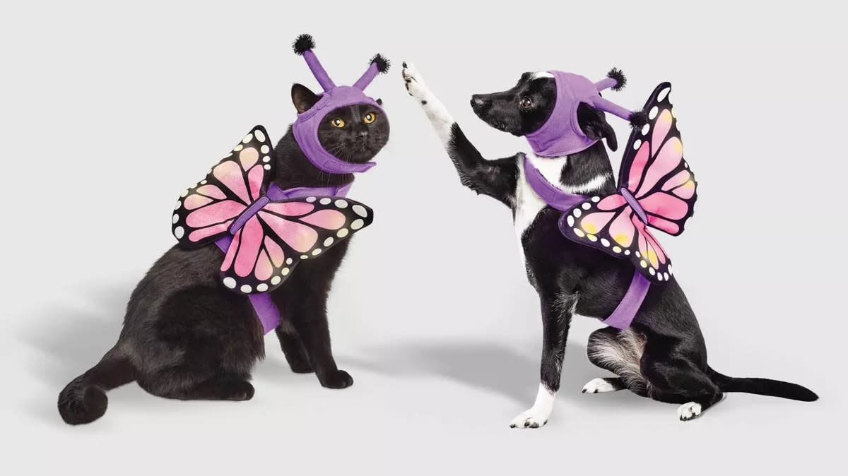 Pet Halloween Costumes 2023 : Target