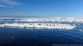 Sea worms swarm SC coast in reproductive frenzy, video shows