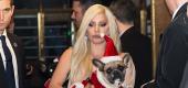  Lady Gaga and her dog Stella in 2015. (Getty Images)