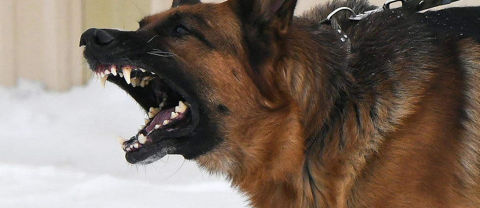 Maine Et Loire Un Berger Allemand Tue Une Fillette De 6 Ans