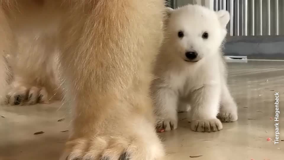 endangered species baby polar bear