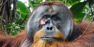 
Wild orangutan seen treating its open wound with medicinal plant