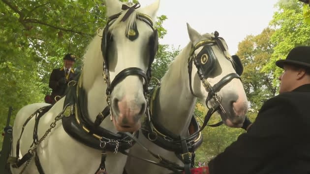 Deux chevaux Shire emportent les fleurs de Queen’s pour les composter