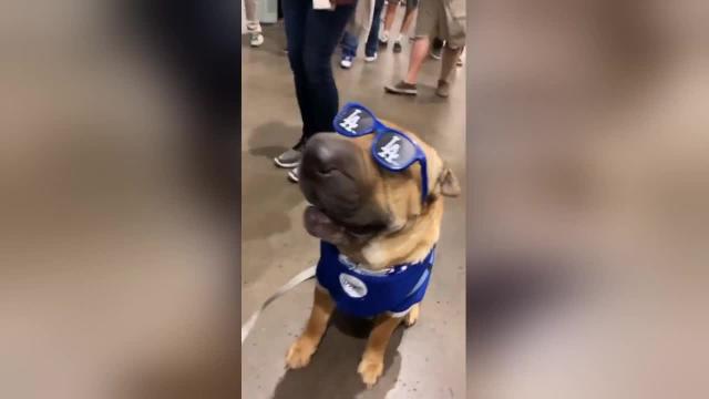 Dodgers Dog Apparel 