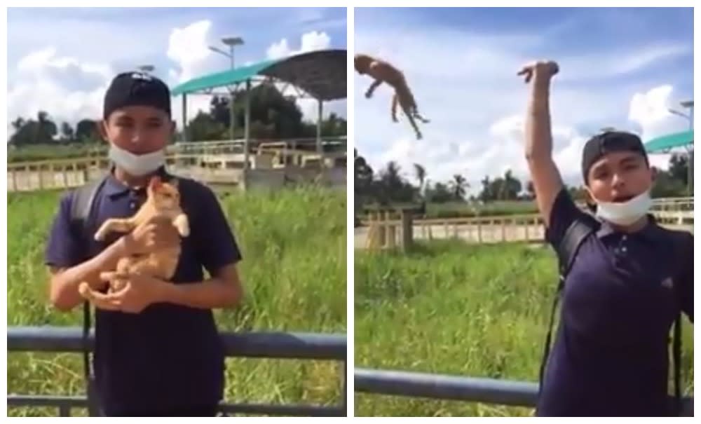 Sarawak student arrested after tossing cat into the air for TikTok