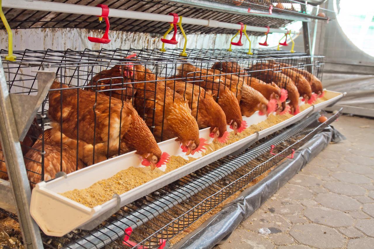 How the New Bird Flu Vaccine Will Affect Your Chicken