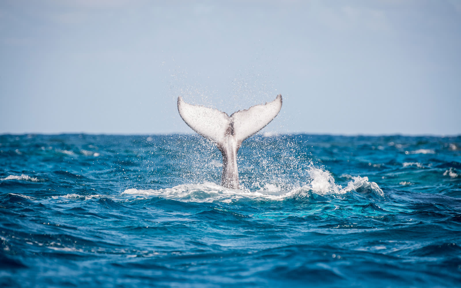 A Dominican Republic Cruise With Aquatic Adventures Lets You Swim