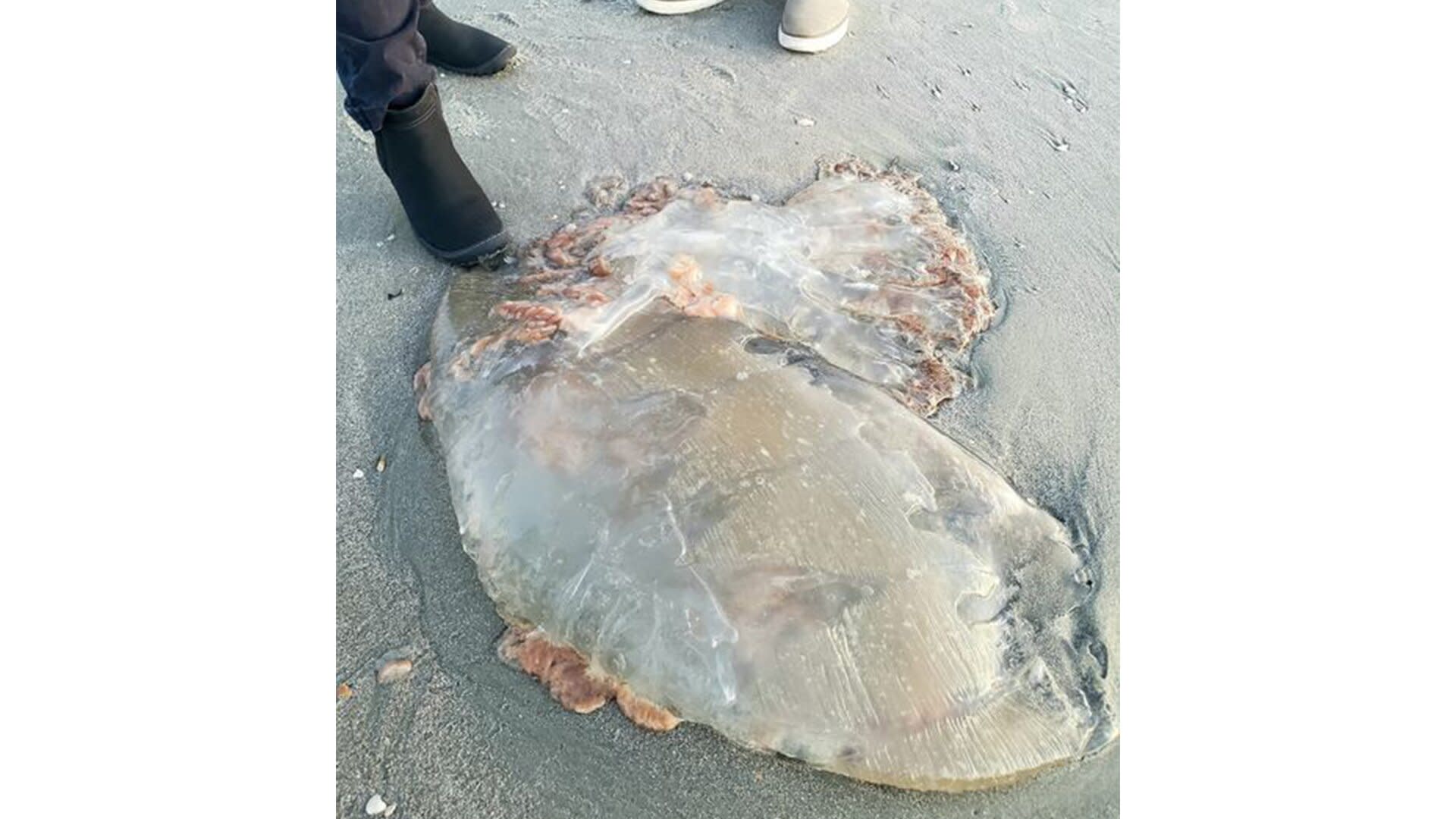 Massive Jellyfish Washes Ashore in Myrtle Beach, Sparking Horror and Awe