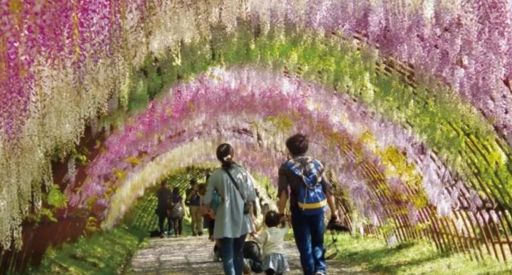 福岡紫藤花季必去景點