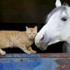 I cavalli capiscono i sentimenti umani, uno studio lo dimostra