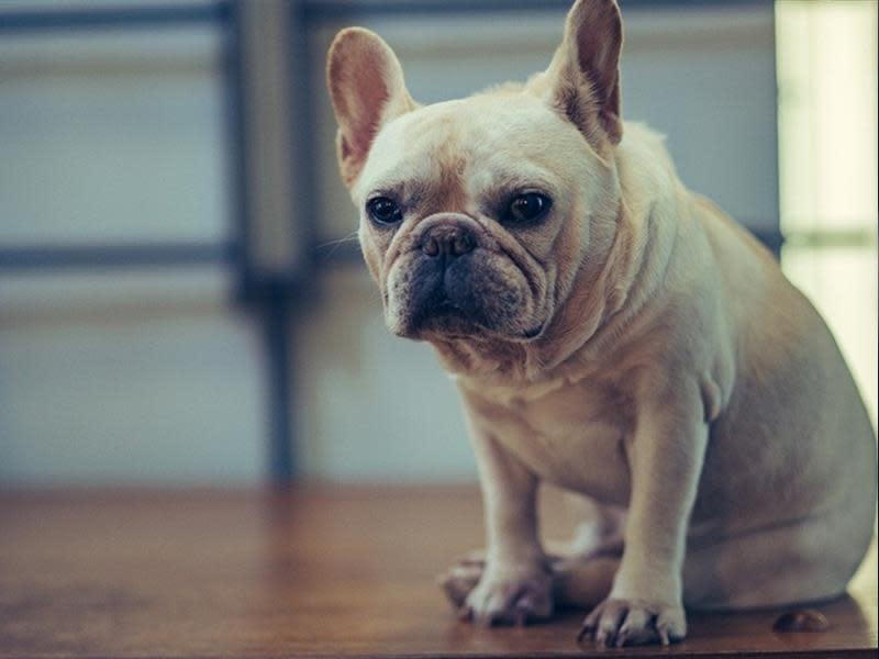 獸醫沉痛呼籲 不要再買法鬥 曝短吻犬呼吸困難苦痛 是人類製造的問題