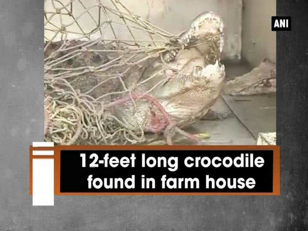 12-feet long crocodile found in farm house [Video] - 1000 x 750 jpeg 85kB