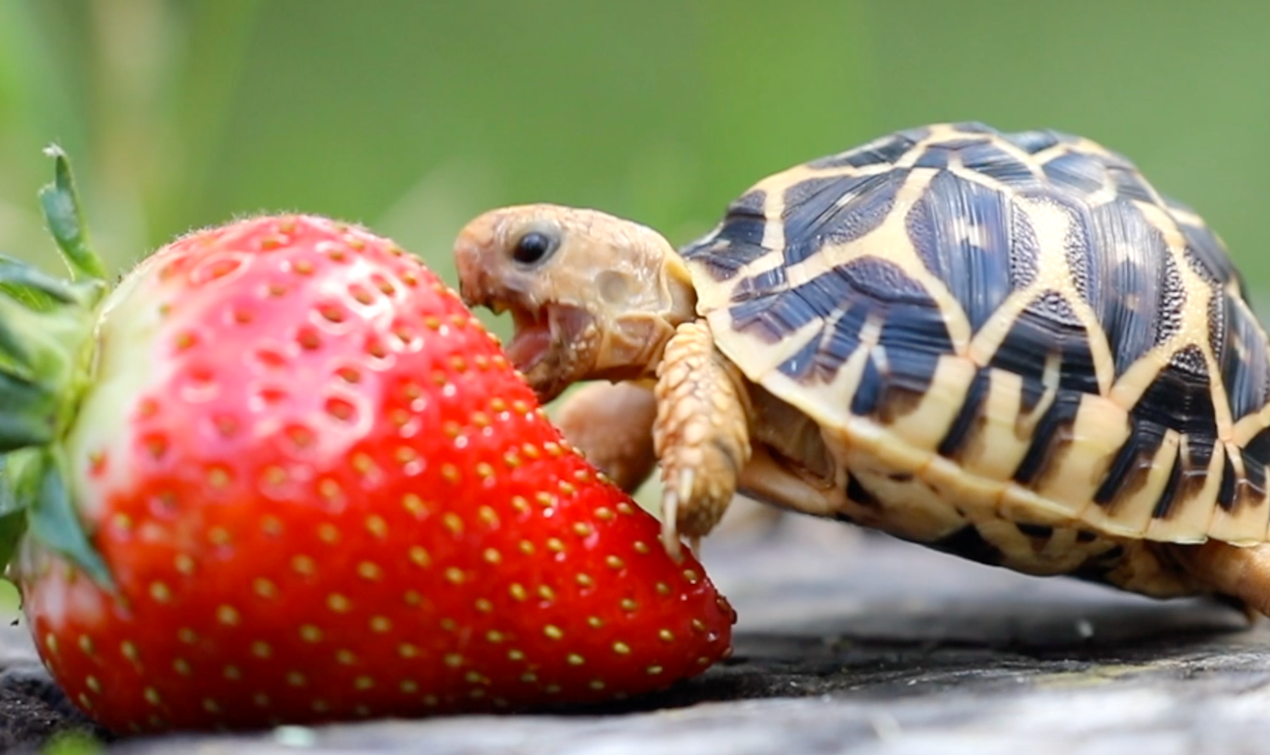 turtle eating strawberry