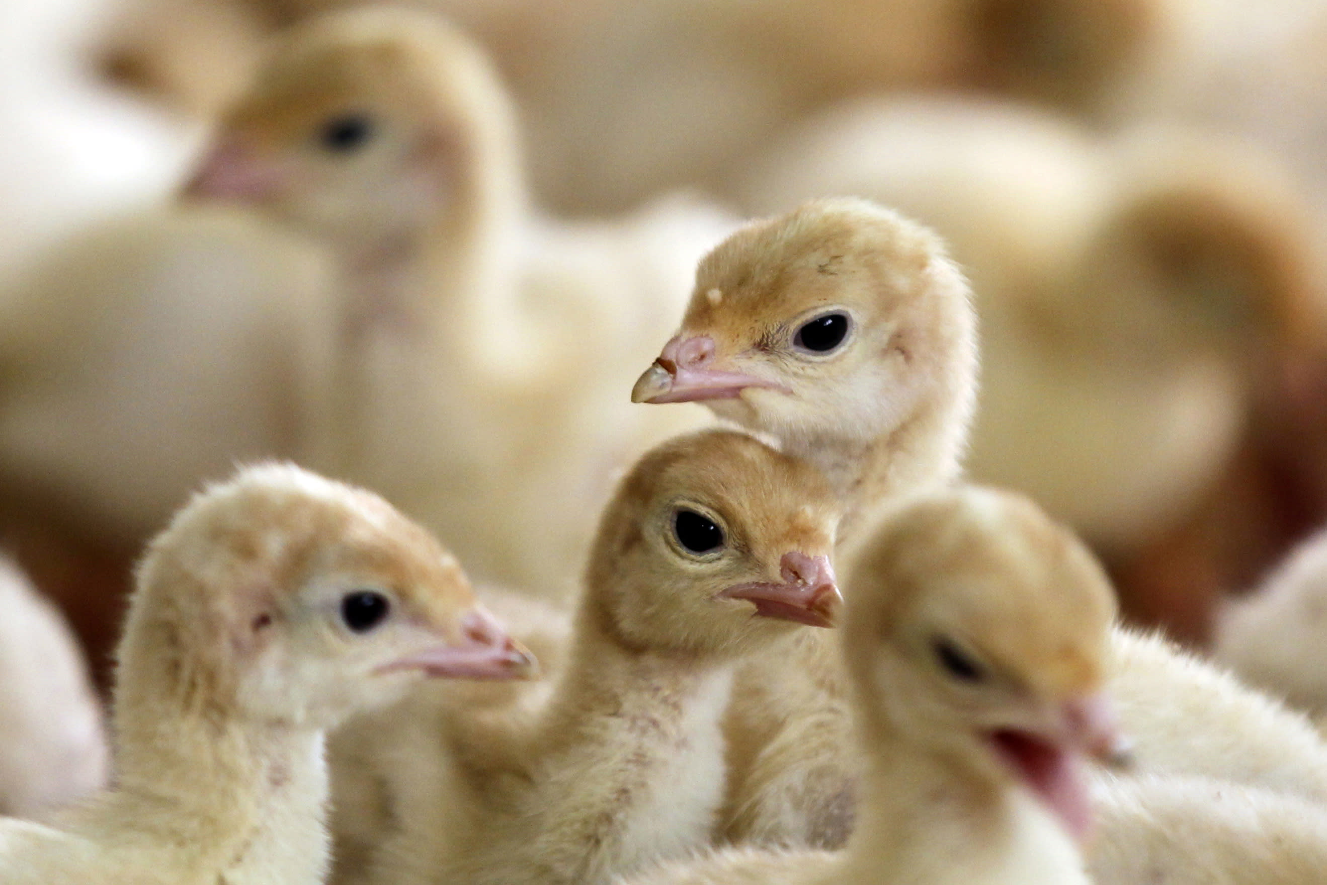 25 drug companies to phase out animal antibiotics