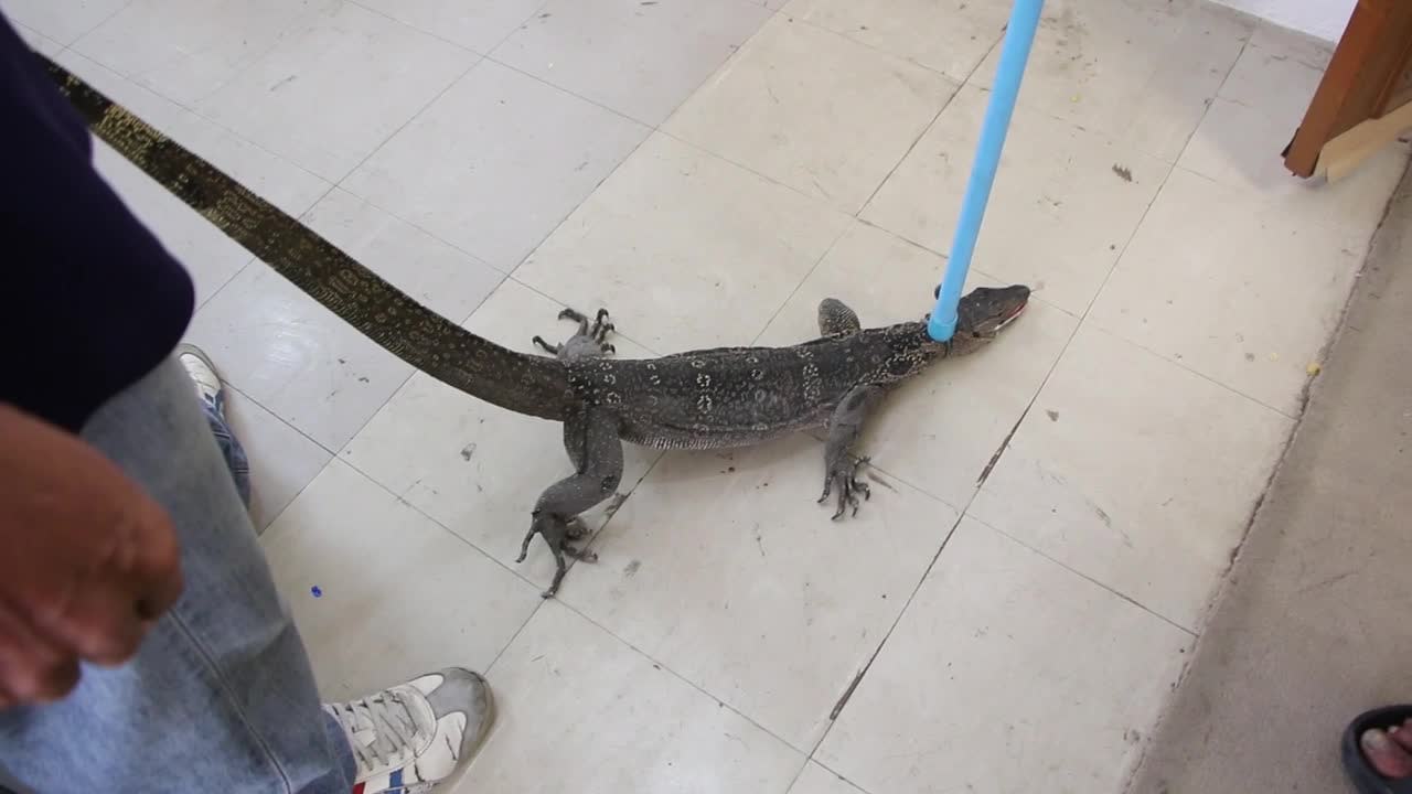 Monitor lizard drops through ceiling onto workers' desk