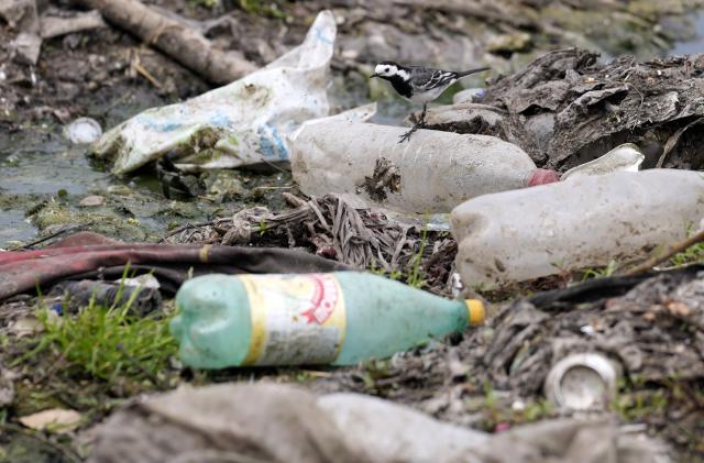 A wagtail browses between dumped plastic bottles and waste at the Danube river in Belgrade, Serbia, Monday, May 10, 2022. (AP Photo/Darko Vojinovic)