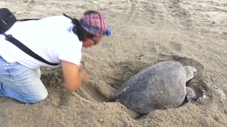 Thousands Sea Turtles Lay Eggs On Protected Mexican Beach 