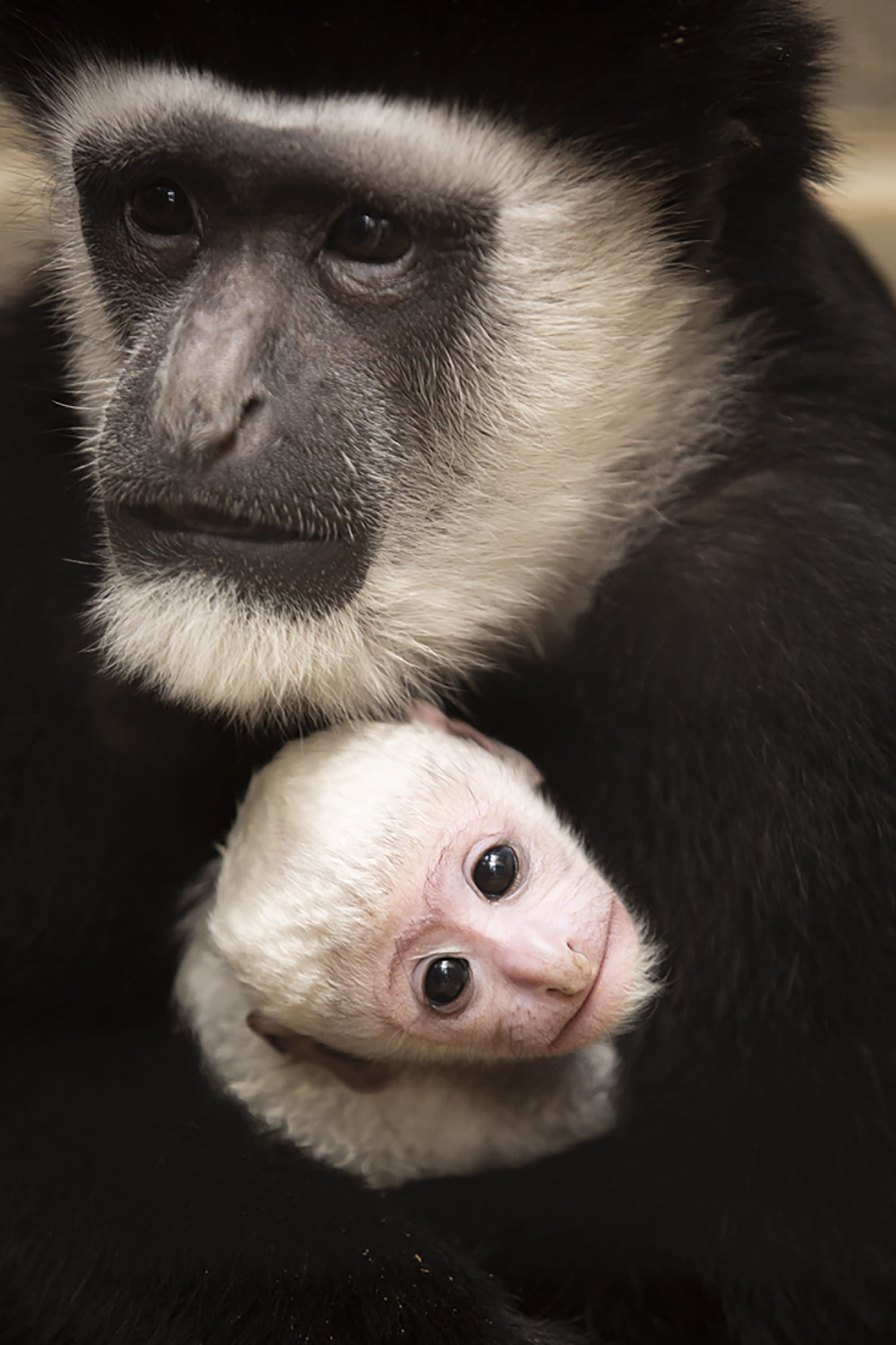 New colobus monkey makes debut at St. Louis Zoo
