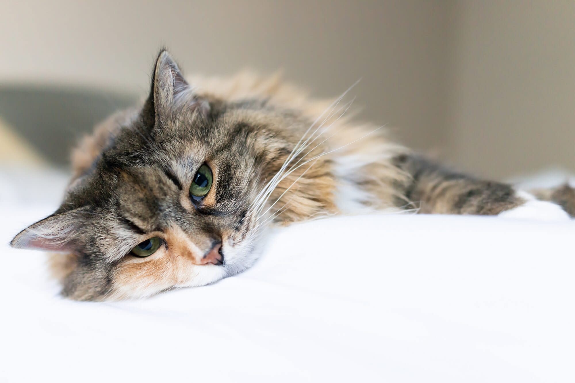 Is Your Cat Suffering From Depression?