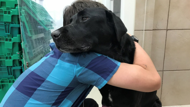 How Much Does It Cost To Put A Dog To Sleep At PetSmart?