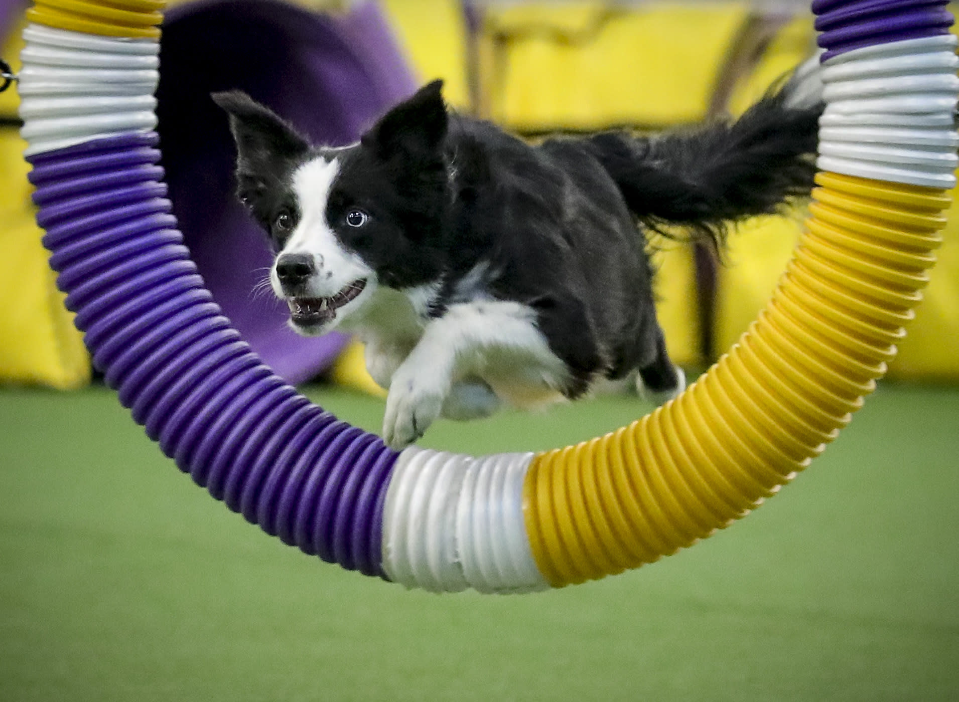 In the Pink Border collie wins Westminster agility contest