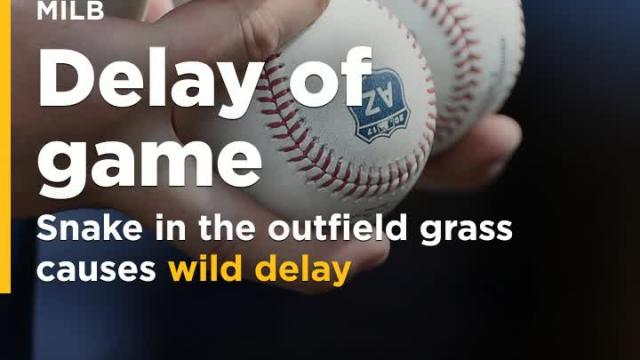 Snake in the OF grass causes wild delay at minor league game