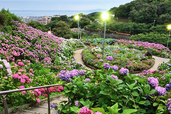 繡球花前線預測 日本十大賞花名所