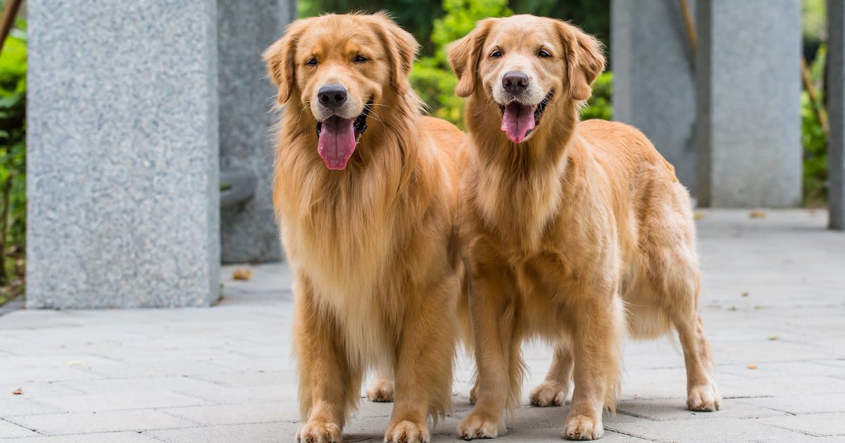 This Couple Will Pay You 40k A Year To Watch Their Adorable Golden Retrievers