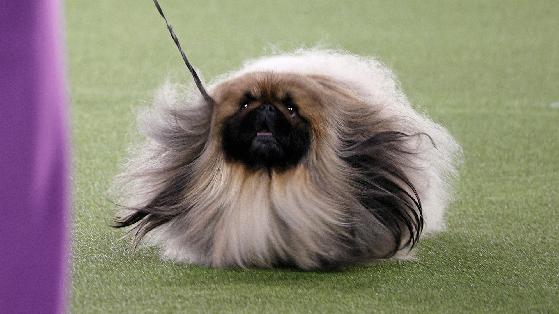 is a pekingese a good family dog