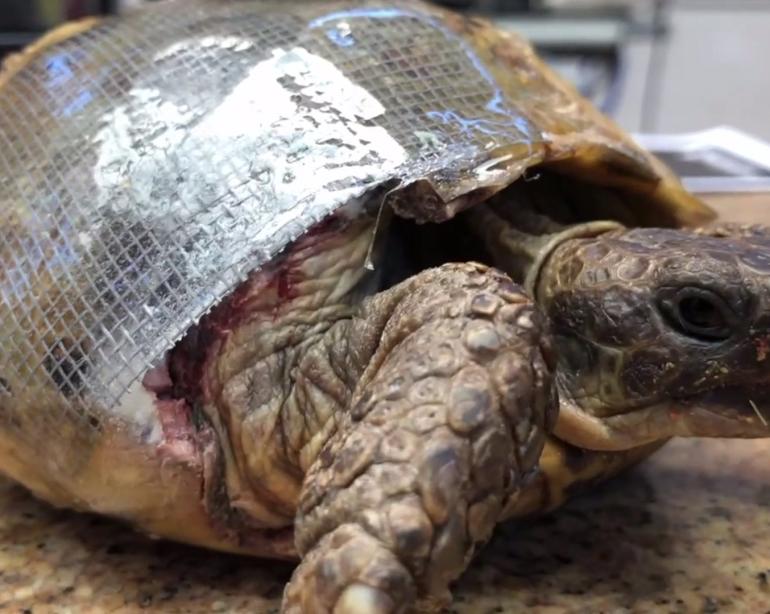 Veterinarian Uses Screen Door Repair Kit To Save Tortoise S Shell