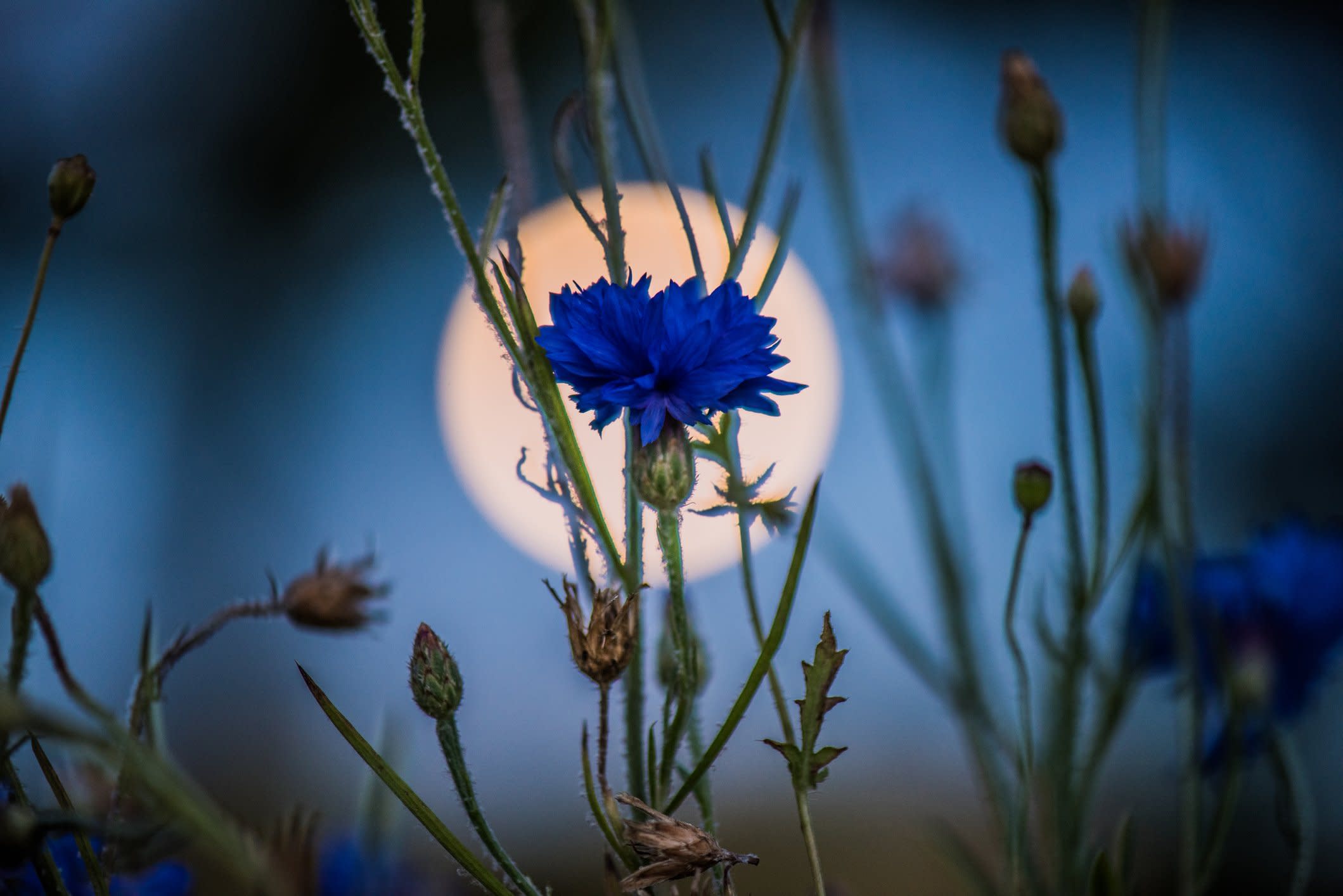 Try one of these Blue Flower Moon rituals this weekend if you want to