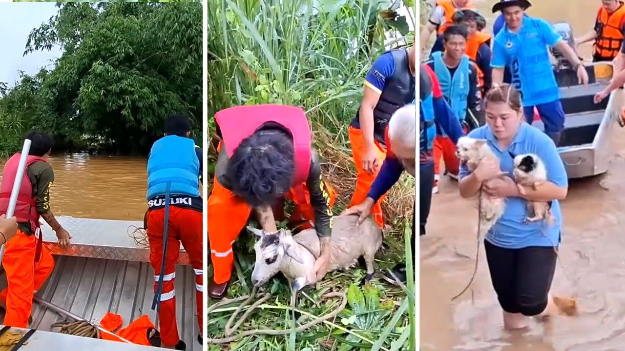 Authorities rescue multiple animals after Typhoon Yagi's devastation in Thailand