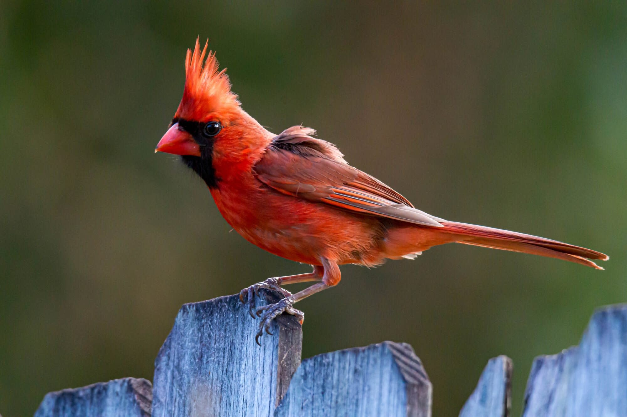 How To Attract Cardinals To Your Yard