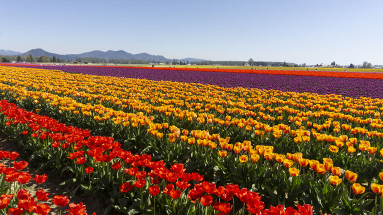 9 Spring Flower Festivals That Will Inspire You to Start Planting - Yahoo  Sports