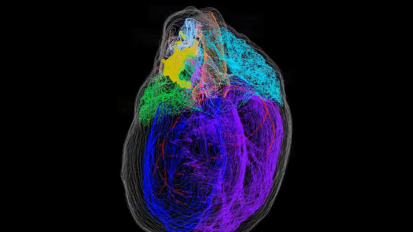 3D model of a heart's neurons