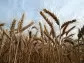 GMO Wheat Developer Plunges Most in Two Years Amid Setbacks