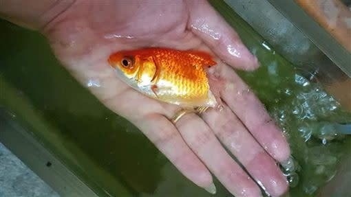 金魚剩半身命危 飼主不放棄見奇蹟