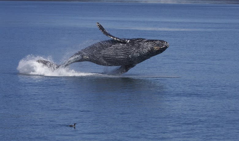 環保勝利 座頭鯨不再絕種瀕危